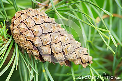 Cone of the European black pine. Stock Photo