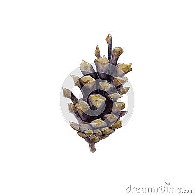 The cone of fir tree isolated on white background, watercolor illustration. Cartoon Illustration