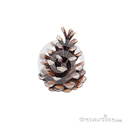 The cone of fir tree isolated on white background, watercolor illustration. Cartoon Illustration