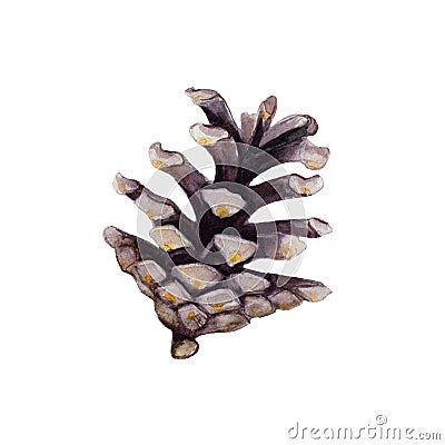 The cone of fir tree isolated on white background, watercolor illustration. Cartoon Illustration