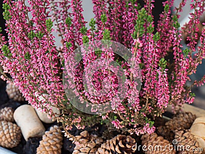 Cone flower bed composition pine adding capacity bark biomass decoration decorative design bush plant ground protection gardening Stock Photo