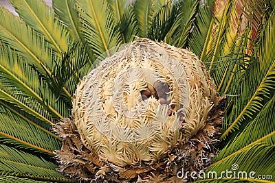 Cone with fruits of female cycas revoluta cycadaceae sago palm Stock Photo