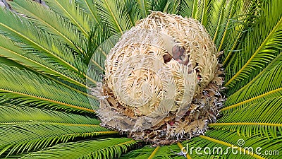 Cone with fruits of female cycas revoluta cycadaceae sago palm Stock Photo