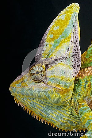 Cone-head chameleon / Chamaeleo calyptratus Stock Photo
