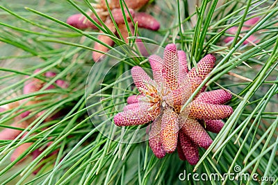 Cone of Red or Norway Pine in spring - Pinus resinosa. Stock Photo