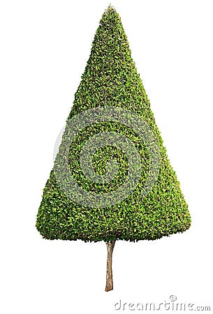 Cone shape trimmed topiary tree isolated on white background for formal and artistic design garden Stock Photo