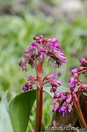 Cone-shaped flowers of Heart-leaved bergenia Stock Photo