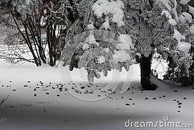 Cone shelter beneath a pine tree top Stock Photo