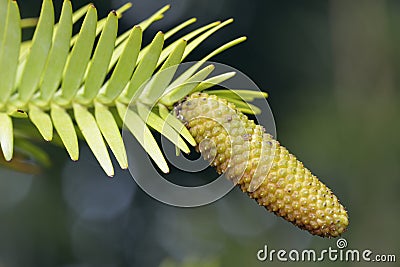 Wollemi Pine Cone Stock Photo