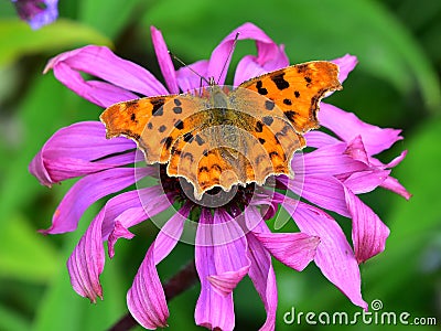Coneflower - Echinacea and Comma Butterfly - Polygonia c-album Stock Photo