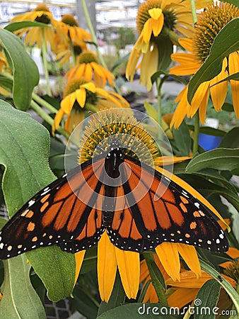 The Coneflowers Charmed A Butterfly Stock Photo