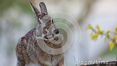 Conejo De Cola De Algodón Frente a La Cámara En Movimiento Boca Flor Amarilla Almacen De Video - Vídeo de hierba, piel: 216860305 Conejo De Cola De Algodón Frente a La Cámara En Movimiento Boca Flor Amarilla Almacen De Video - Vídeo de hierba, piel: 216860305