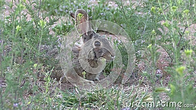 Conejo De Cola De Algodón Frente a La Cámara En Movimiento Boca Flor Amarilla Metrajes - Vídeo de conejo, verde: 216859486 Conejo De Cola De Algodón Frente a La Cámara En Movimiento Boca Flor Amarilla Metrajes - Vídeo de conejo, verde: 216859486