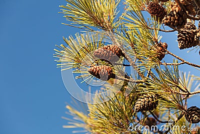 Cones on conifer tree Stock Photo