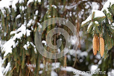 Cones of fir-tree covered with snow outdoor. Snow branch evergreen spruce tree. Stock Photo