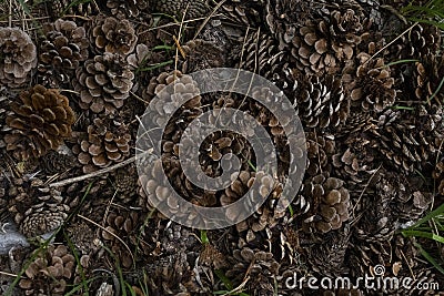 cones in the forest Stock Photo