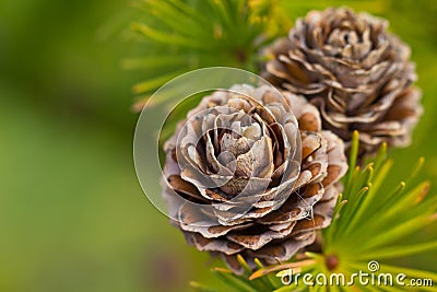 Cones and needles Stock Photo