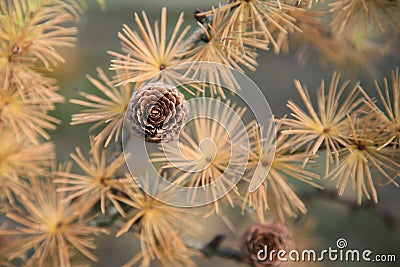 Cones and needles of a larch tree Stock Photo