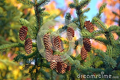 Cones on the tree Stock Photo