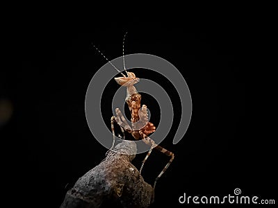 A confident baby mantis on a macros photography Stock Photo