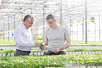 Confident businessman discussing over herb seedling with botanist in greenhouse Stock Photo