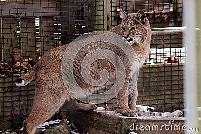 Confined Bobcat Stock Photo