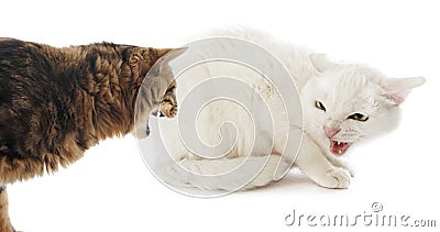 Conflict between cats Stock Photo