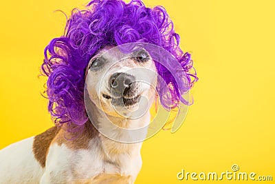 Confused dog face. weird funny smile. Curly lilac wig yellow background Stock Photo