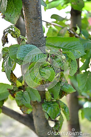 Congestion of a plant louse on sweet cherry leaves Stock Photo