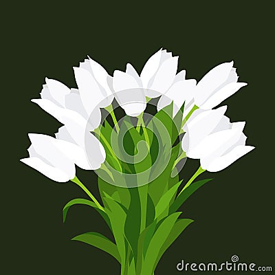 Congratulatory bouquet of white tulips, painted by hand, on a black background. Vector Illustration