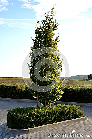 Conical from ground branched hornbeam in an island in the parking lot of gray interlocking paving with undergrowth of pruned Stock Photo