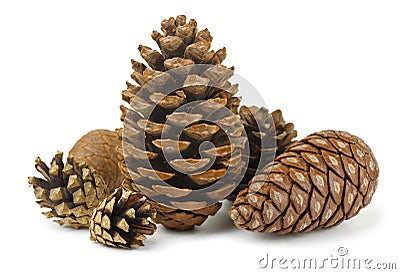 Conifer cones Stock Photo