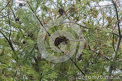 Cones on a Pine Tree Stock Photo