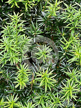 Conifer, coniferae branche in close-up Stock Photo