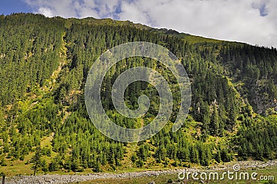 Conifer forest on a high mountain slope landscape Stock Photo
