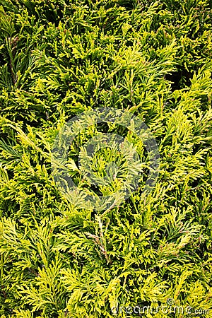 Conifer leaves & branches - evergreen foliage Stock Photo