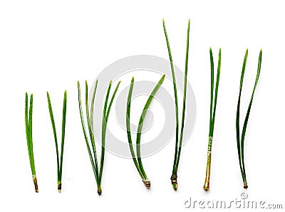 Conifer needles Stock Photo