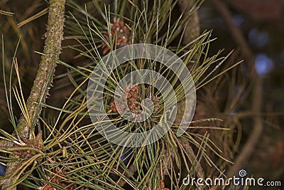 Conifer needles Stock Photo