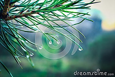 Conifer needles with water drops. Stock Photo