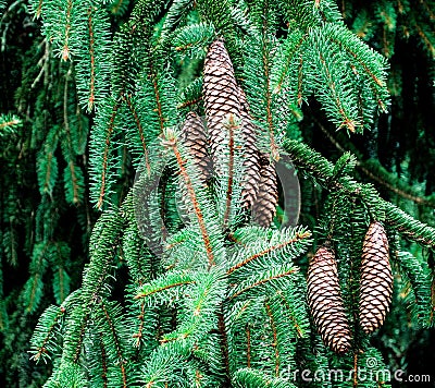 Conifer Norway Spruce Stock Photo