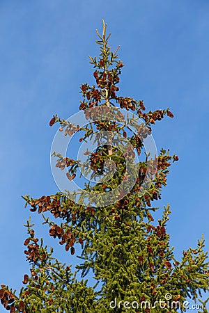 Conifer Spruce Abies Stock Photo