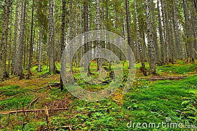 Conifer spruce forest at Pokljuka, Slovenia Stock Photo