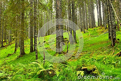 Conifer spruce (Picea abies) forest at Pokljuka, Slovenia Stock Photo