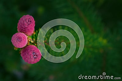 Conifer Tree Branch Blooming with Pink Cones Stock Photo