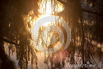 Conifer tree at sunset in nature Stock Photo