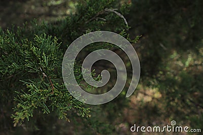 Coniferae Needles Macro Stock Photo