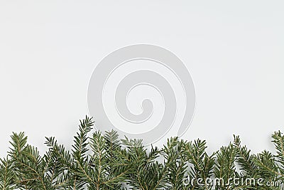The coniferous background with spruce green branches. Stock Photo