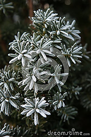 Coniferous branches covered with hoarfrost. Stock Photo