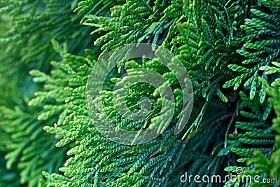 Coniferous branches. Thuja branches in spring Stock Photo