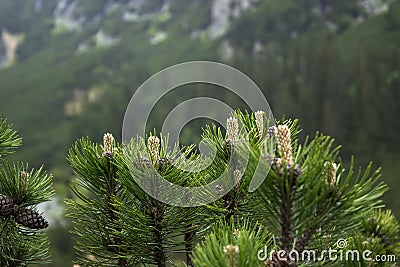 Coniferous bushes on the background of a cloudy sky with a blue gleam Stock Photo